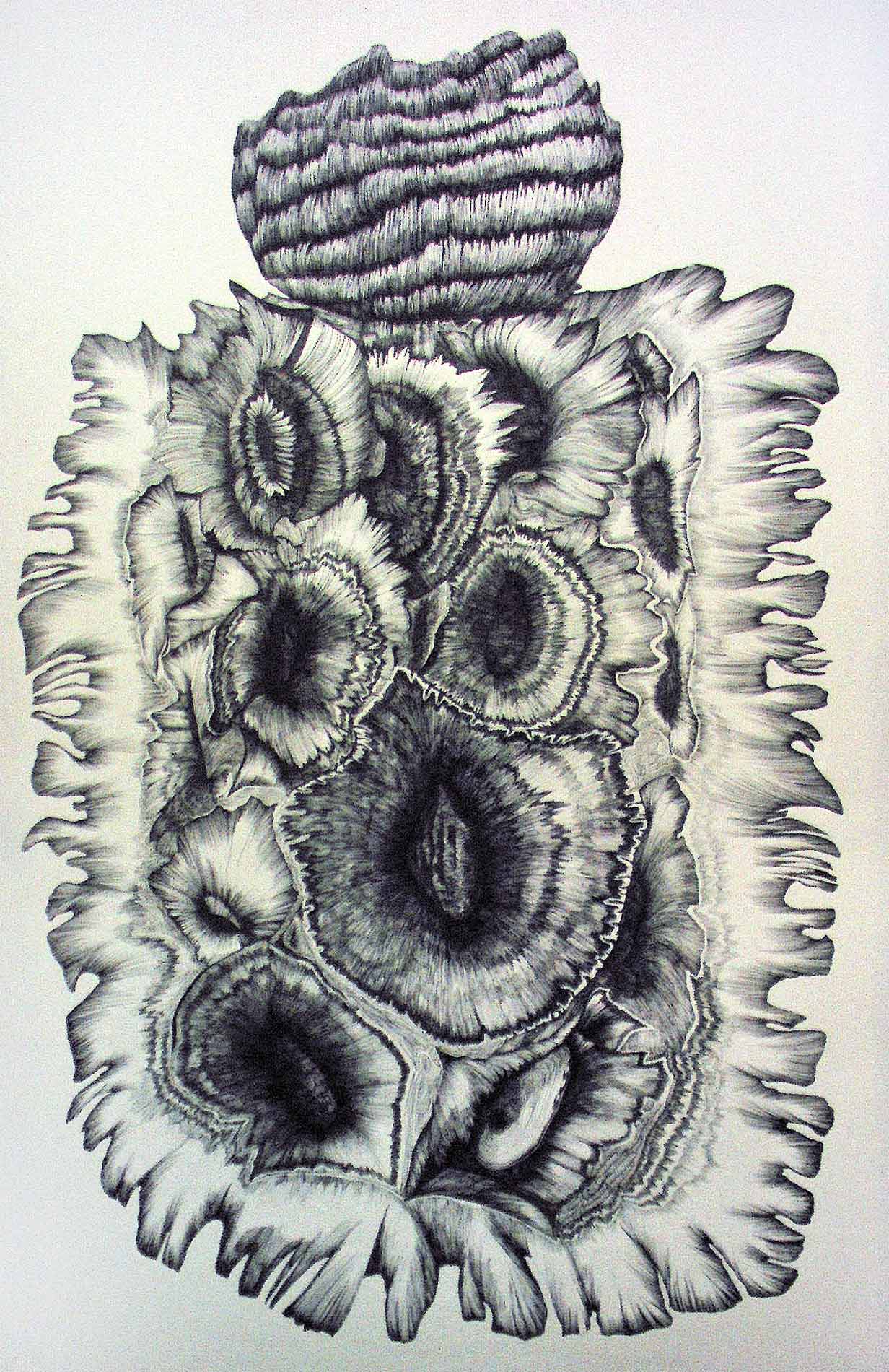 DRAWINGS Podacanthus-Wilkinsoni-1900